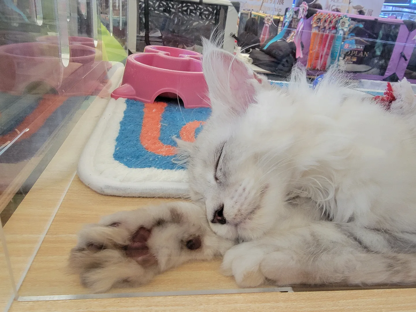 上海-亚洲宠物展-猫咪-8·19
